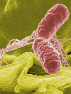 Salmonella